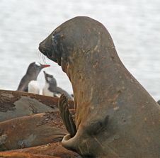 Elephant Seal 15 Royalty Free Stock Image