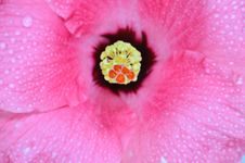 Hibiscus Flower Macro Stock Photos Hibiscus Flower Macro Stock Photos
