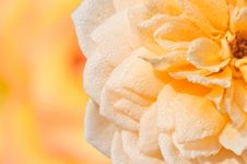 Water Drop Rose Royalty Free Stock Photo Water Drop Rose Royalty Free Stock Photo