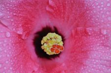 Hibiscus Flower Macro Stock Images