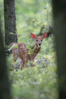 Spring Time Fawn Stock Photography