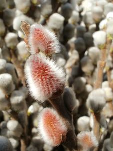Willow Catkins Royalty Free Stock Photos Willow Catkins Royalty Free Stock Photos