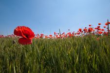 Wheat And Poppies Royalty Free Stock Images Wheat And Poppies Royalty Free Stock Images
