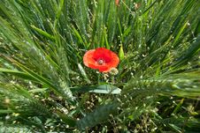 Wheat And Poppies Royalty Free Stock Photo