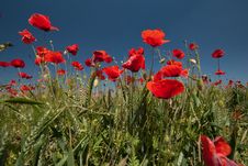 Wheat And Poppies Stock Image Wheat And Poppies Stock Image
