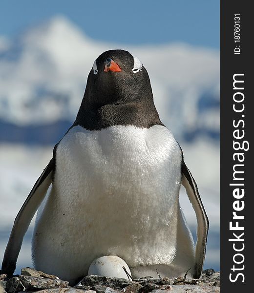 Gentoo penguin 41
