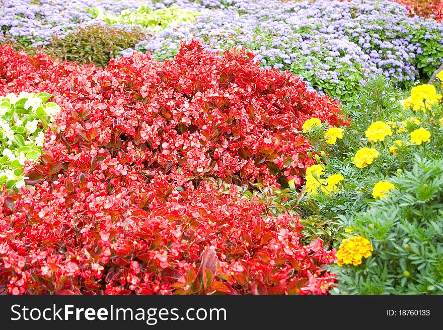 Colourful flowers as a background