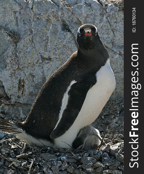 Gentoo penguin and chick on nest