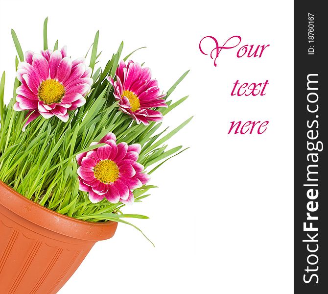 Green Grass In A Pot Isolated On A White