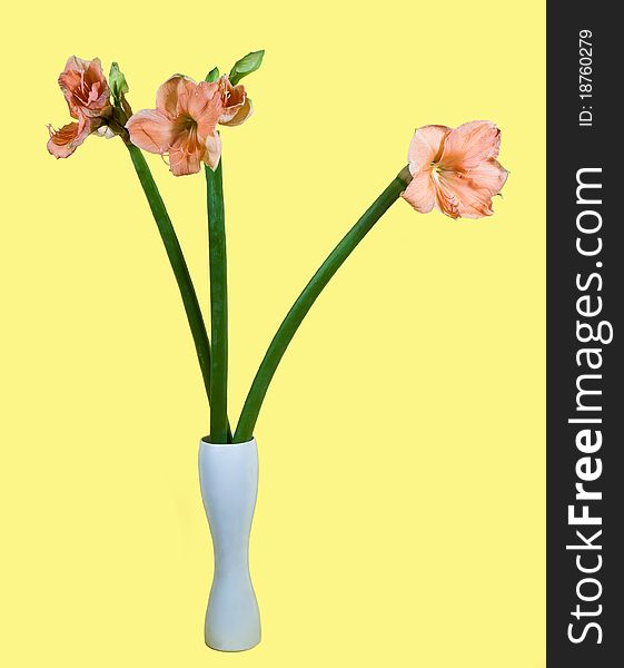 Bouquet of Amaryllis belladona (Hipperastrum) in a vase on a yellow background. Bouquet of Amaryllis belladona (Hipperastrum) in a vase on a yellow background