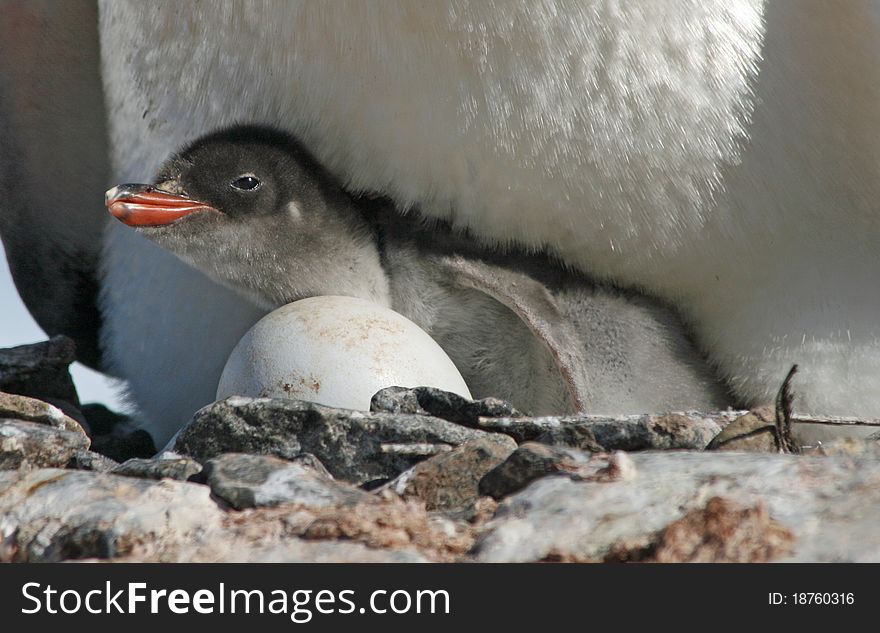 Gentoo penguin chick 32