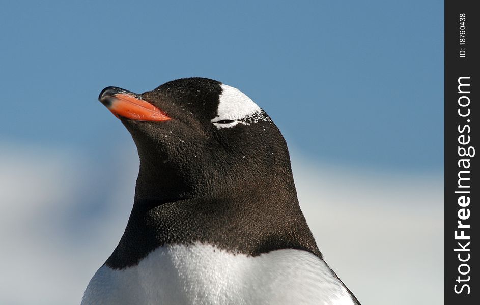 Gentoo penguin 43