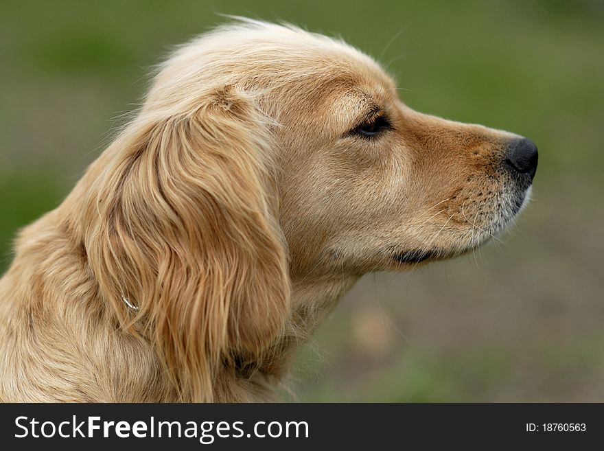 A cute brown female dog. A cute brown female dog