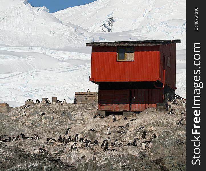 Gentoo penguins at Base Brown in Antarctica