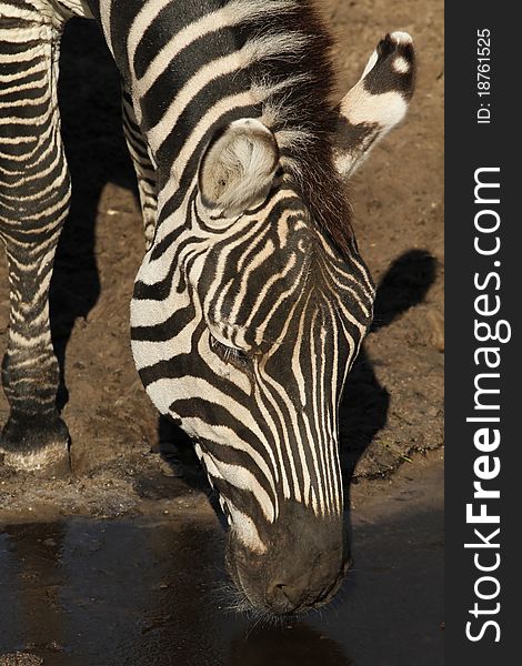 Animals: Zebra drinking water showing its head