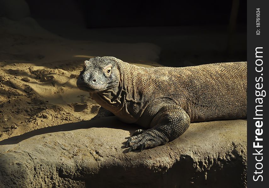 Komodo dragon in one of the Czech zoos