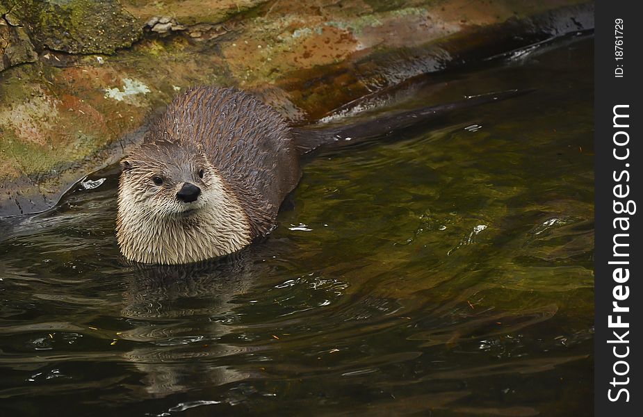 Otter in one of the Czech zoos