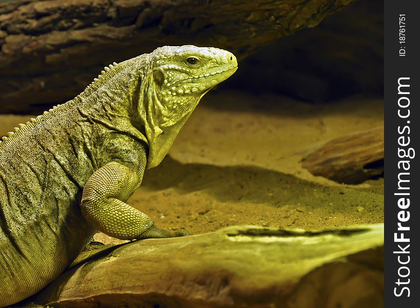 Green lizard in Czech ZOO