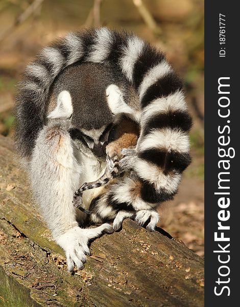 Ring-tailed lemur caring for her baby