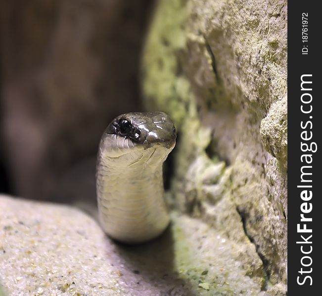 Rufous Beaked Snake in Czech zoo