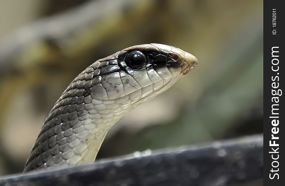 Rufous Beaked Snake in Czech zoo