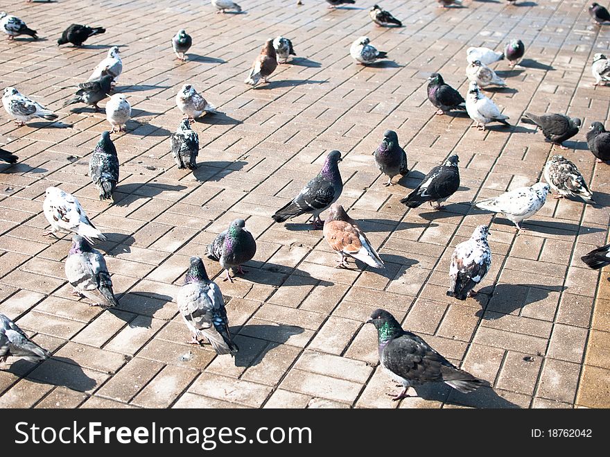 Black and white image of walking pigeons