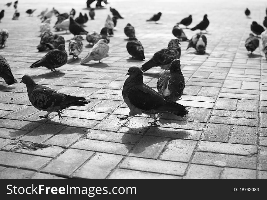 Black and white image of walking pigeons
