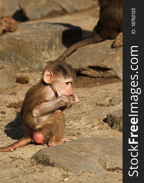 Animals: Cute little baby baboon eating