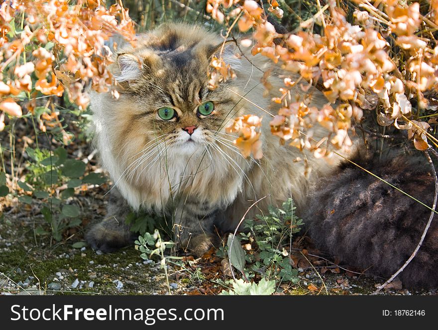 Green-eyed persian cat is sitting in the grass