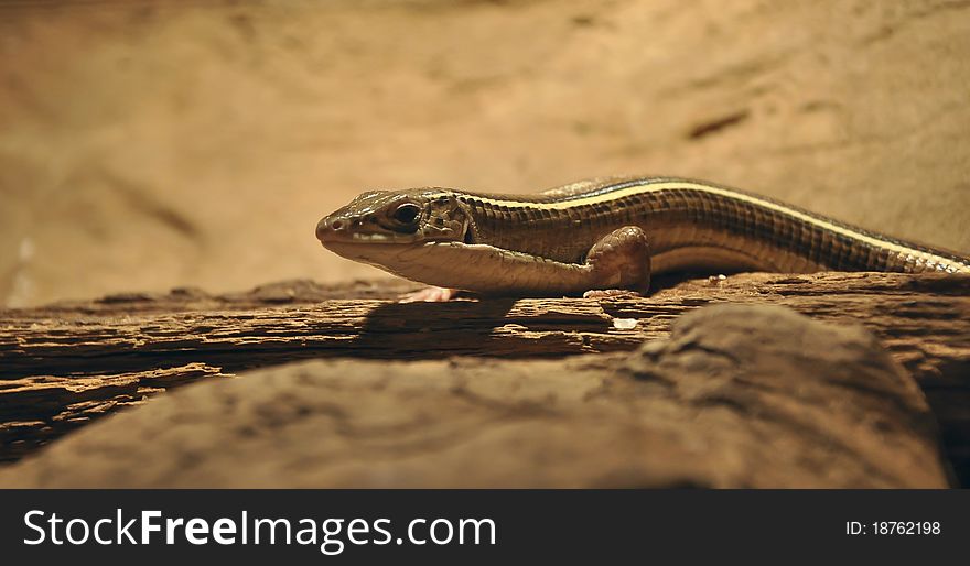 Climbing lizard from his hiding place