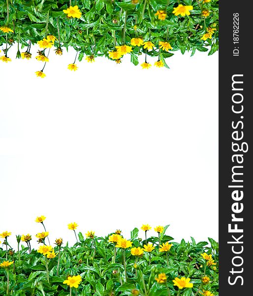 Green leaves and yellow little daisies isolated as frame. Green leaves and yellow little daisies isolated as frame.