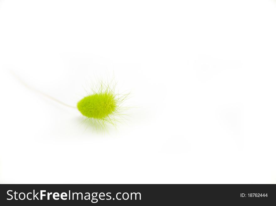 Green down made of a plant cone on a white background