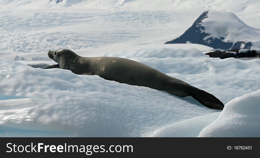 Crabeater seal lying on ice flow in Antarctica. Crabeater seal lying on ice flow in Antarctica