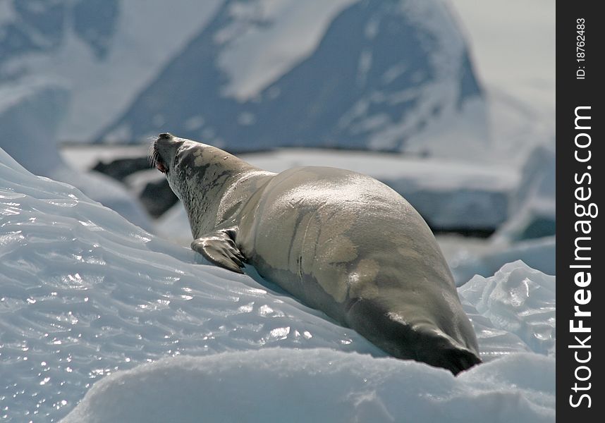 Crabeater seal lying on ice flow in Antarctica. Crabeater seal lying on ice flow in Antarctica