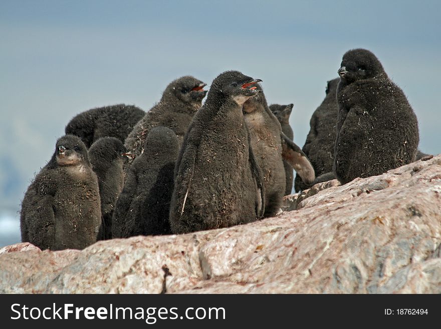 Adelie Penguin chicks sitting on a nest