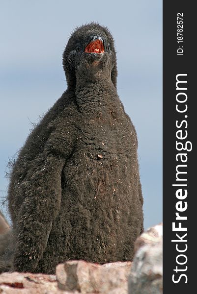 Adelie Penguin chick on a nest. Adelie Penguin chick on a nest