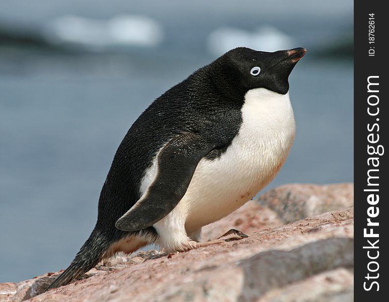 Adelie Penguin sitting on nest. Adelie Penguin sitting on nest