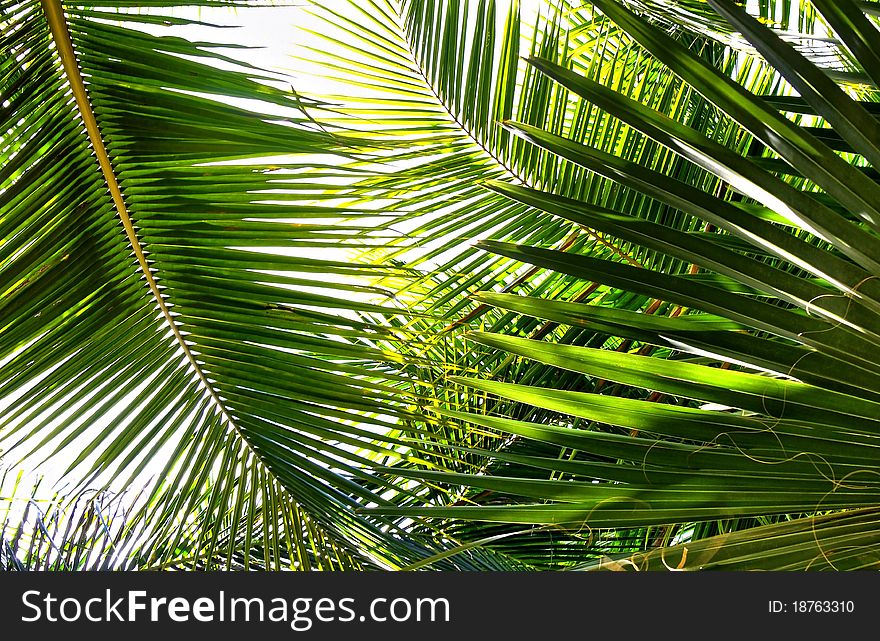 Various palm leaves in different shades on white background