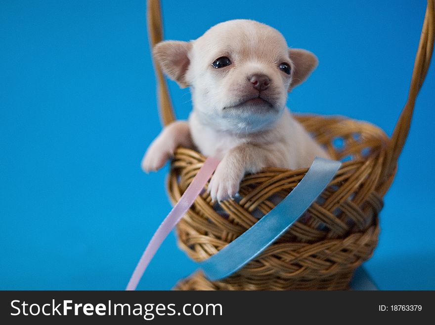 Chihuahua puppy in the basket. Chihuahua puppy in the basket