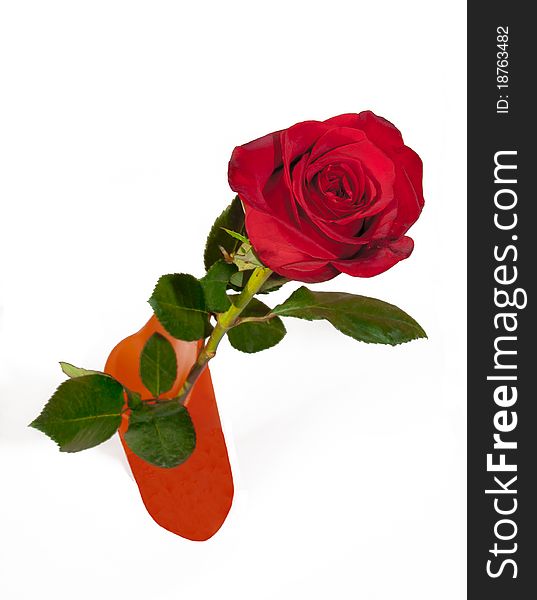 Red rose in a vase. Isolated on white background. Red rose in a vase. Isolated on white background