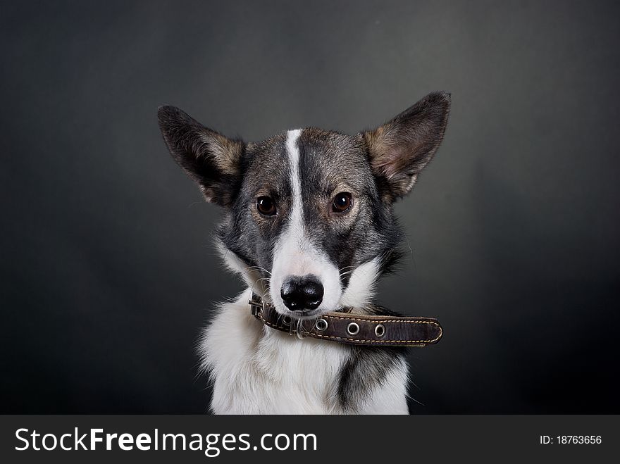 Portrait of mongrel-dog on black backgroun