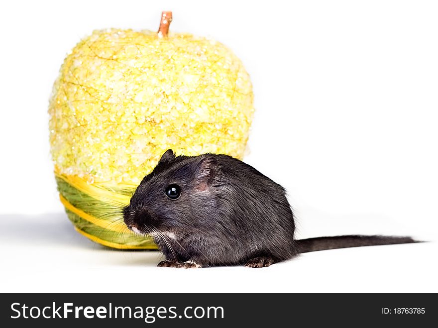 Little mouse with yellow apple. Little mouse with yellow apple