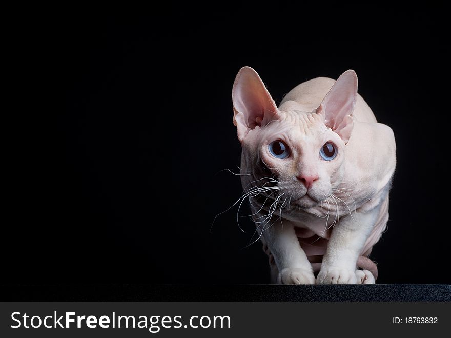 Pink sphinx cat looking from the dark