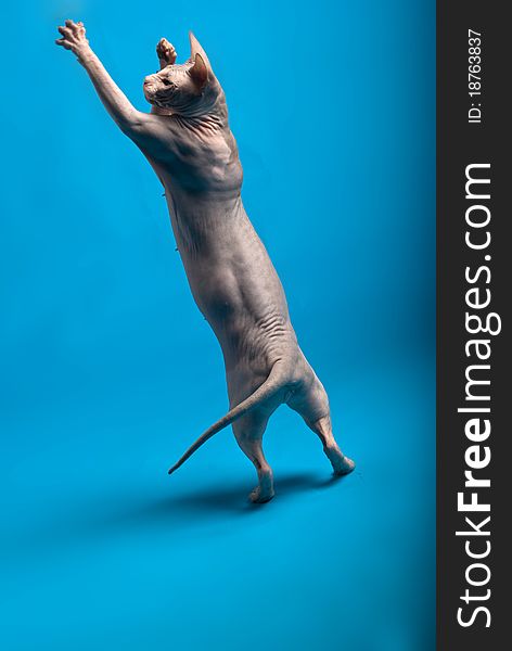 Jumping sphinx cat on blue background. Jumping sphinx cat on blue background