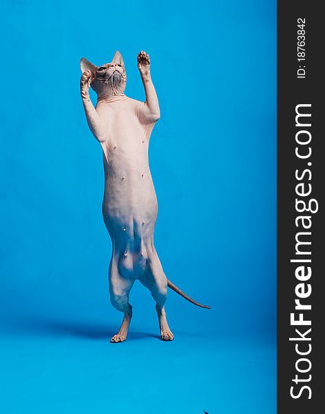 Jumping sphinx cat on blue background. Jumping sphinx cat on blue background