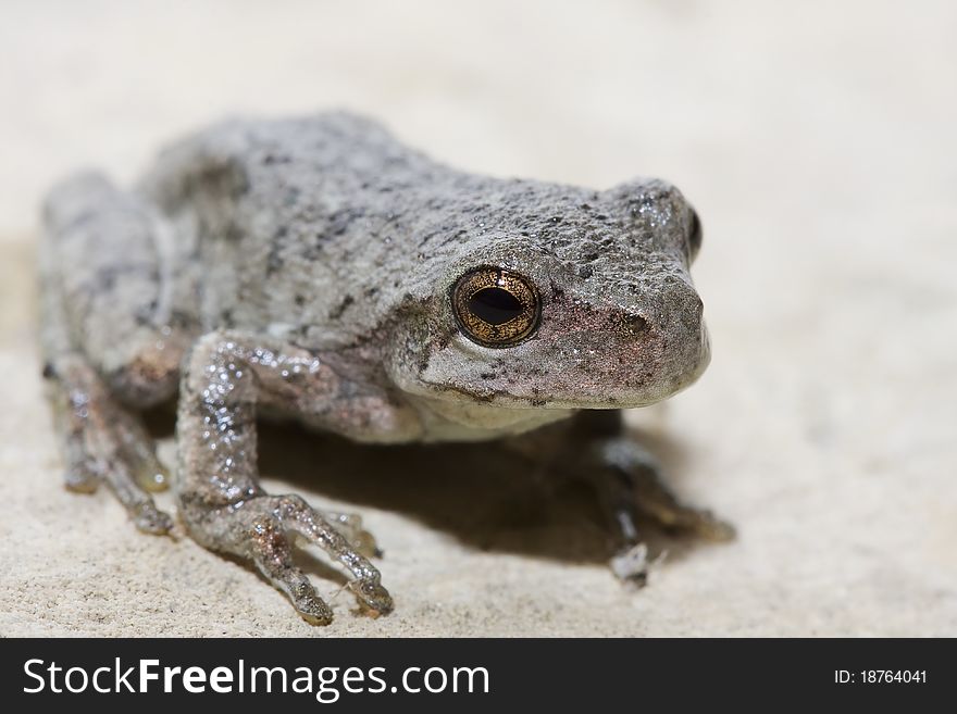 Cope's Gray Tree Frog sunning on a leadge.