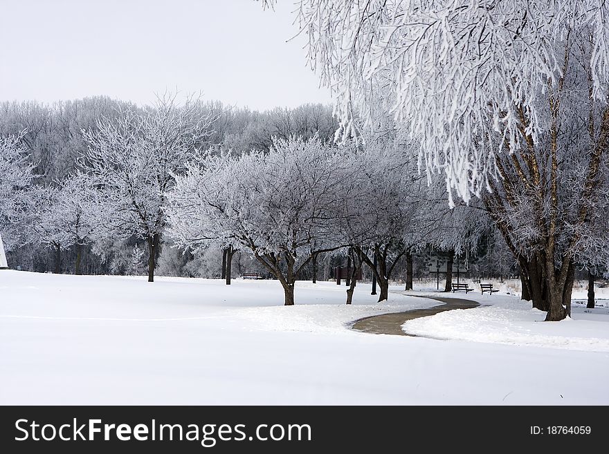 Fresh snow on park trees