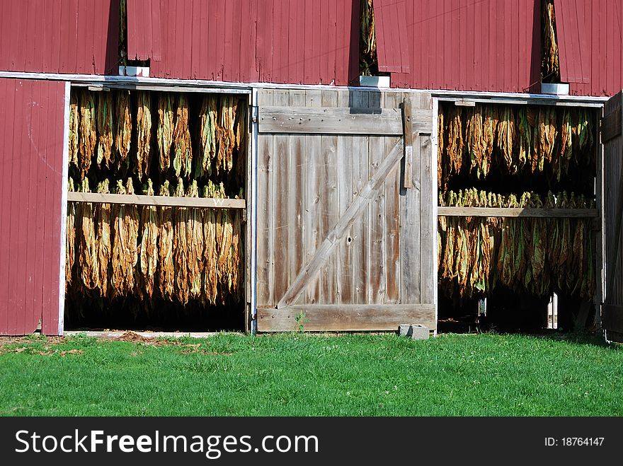 Amish tobacco being dried in an old barn in eastern PA, USA