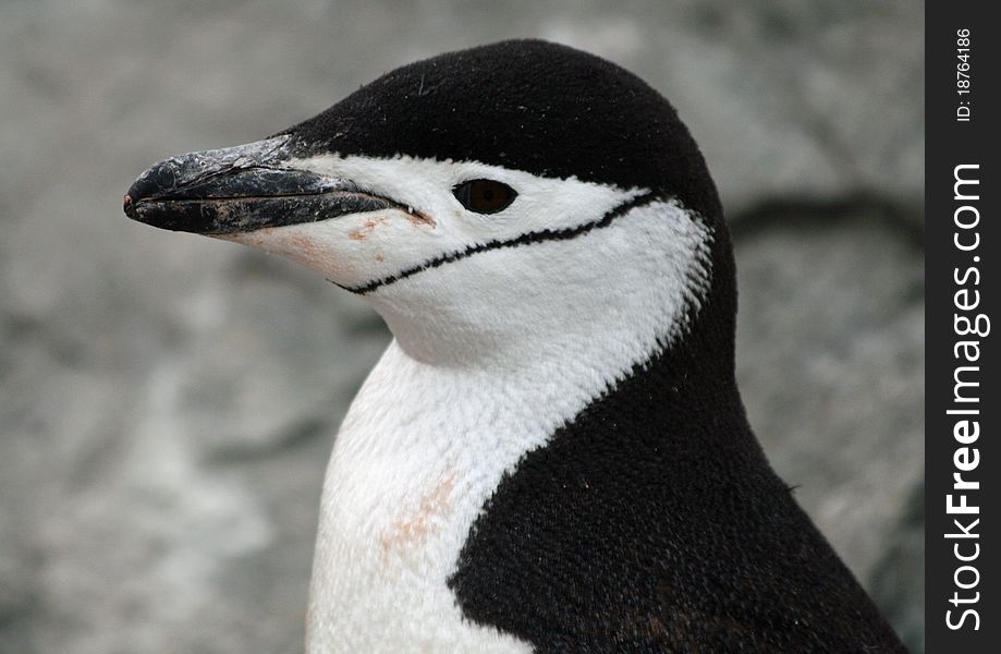 Headshot of a Chinstrap penguin. Headshot of a Chinstrap penguin