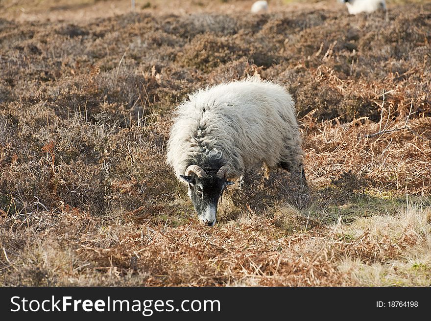 Sheep Grazing On Moorland